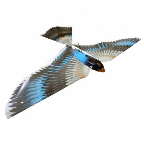 drone-rapace-aquila-uccello-guerra